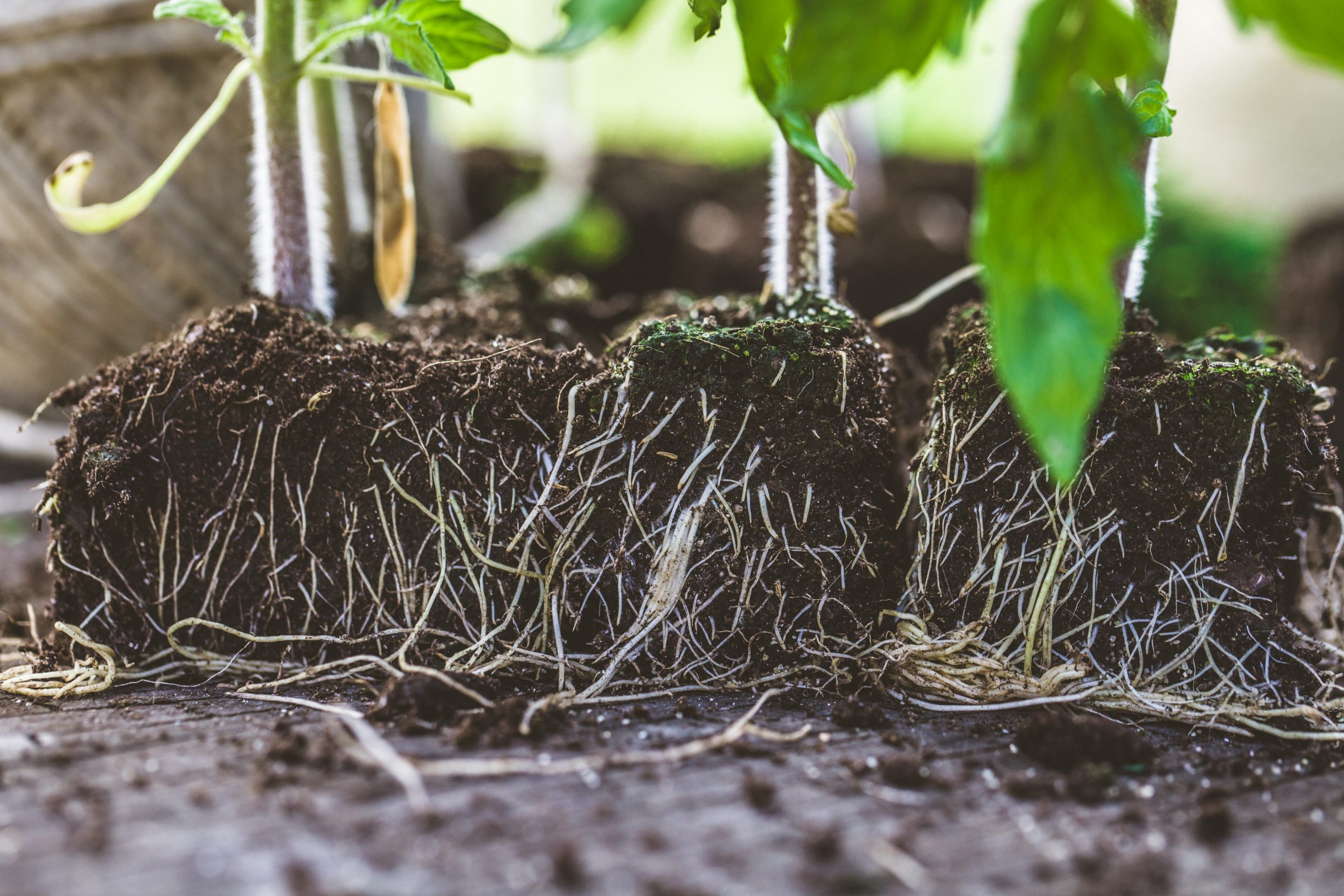 Spring garden. Seedlings in soil. Garden tools and equipment